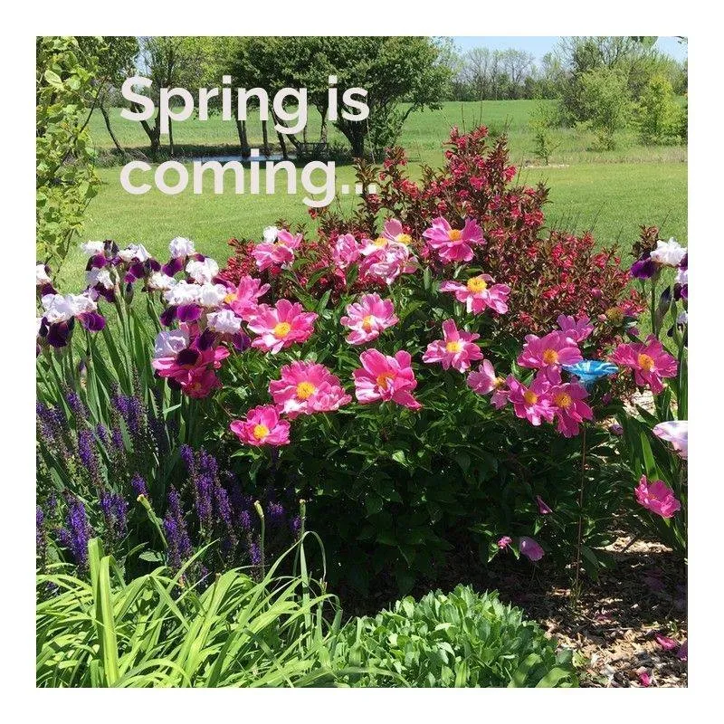 Local residential landscaping in Rose Hill, KS by Bloom KS