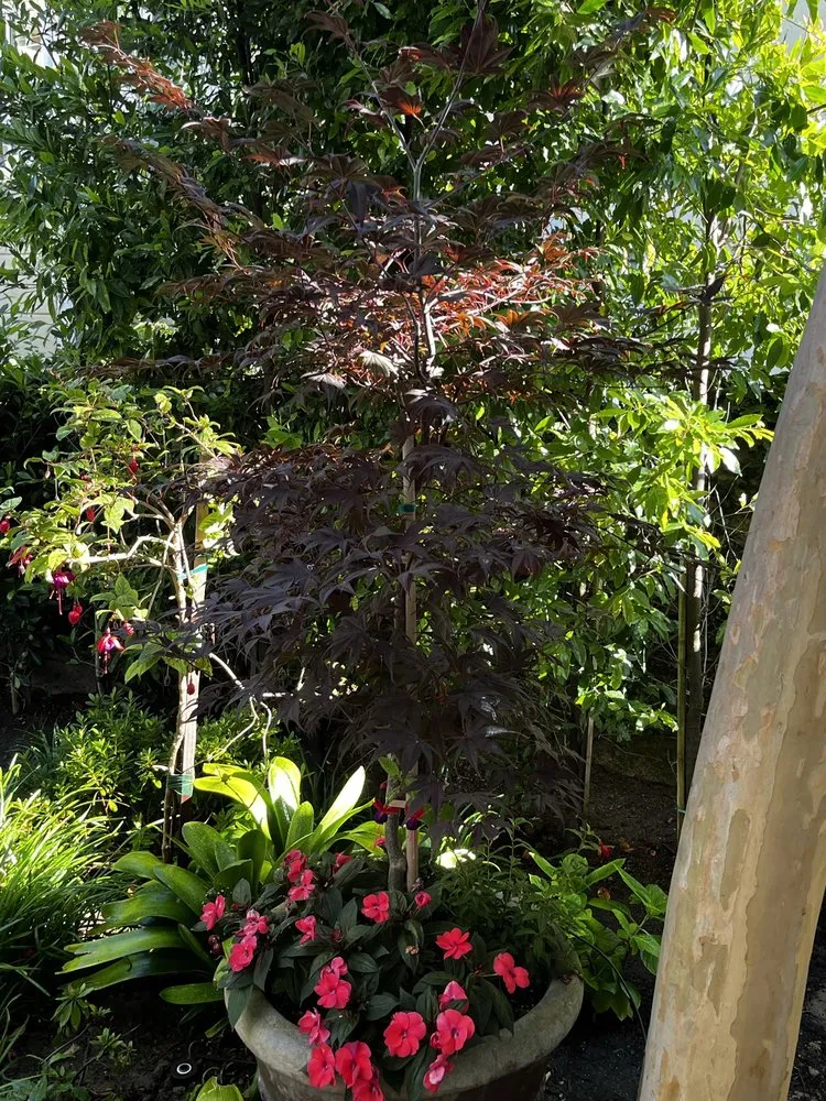 Professional landscape design with custom design across Costa Mesa, CA - Bloom Landscape