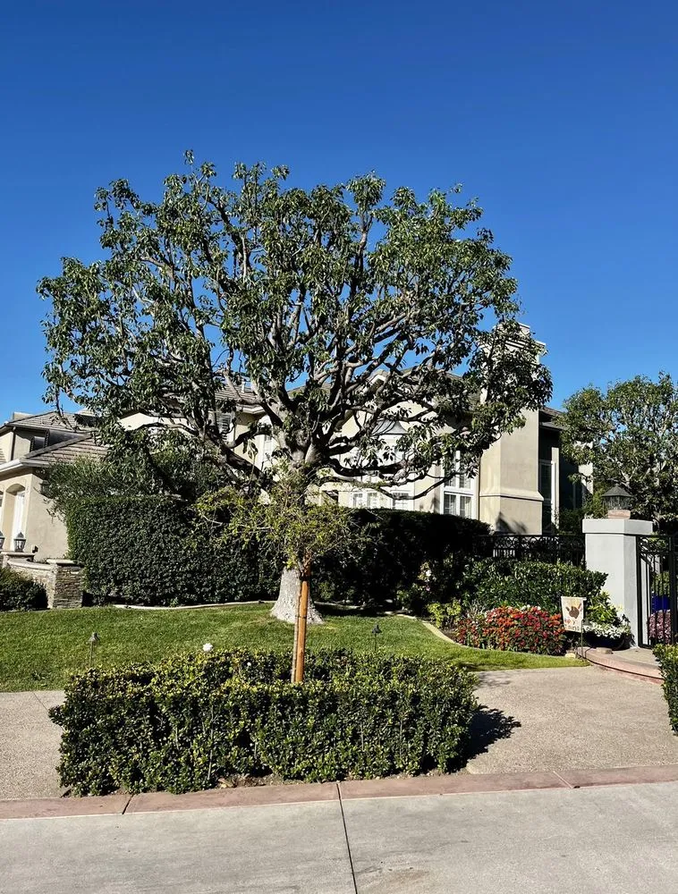 Reliable landscape design experts serving Costa Mesa, CA - Bloom Landscape