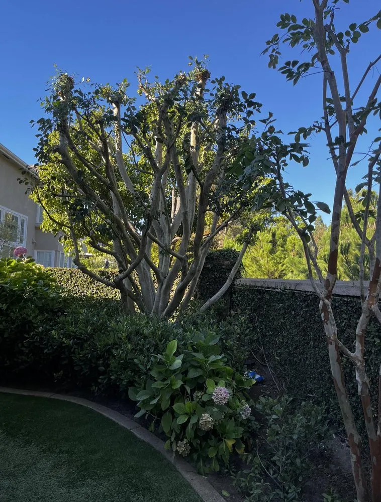 Affordable landscaping services for residential properties in Costa Mesa, CA by Bloom Landscape