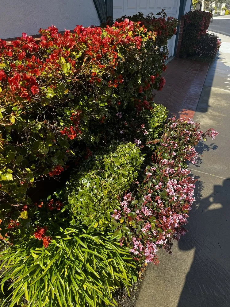 Custom lawn mowing service in Costa Mesa, CA by Bloom Landscape