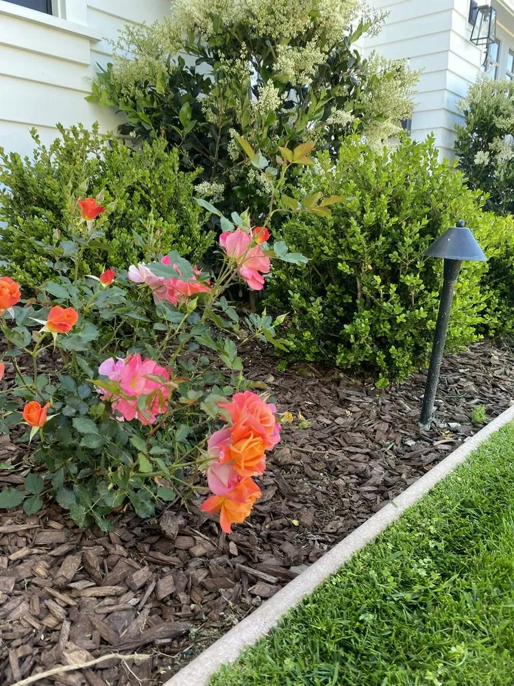 Reliable landscape installation in Costa Mesa, CA by Bloom Landscape