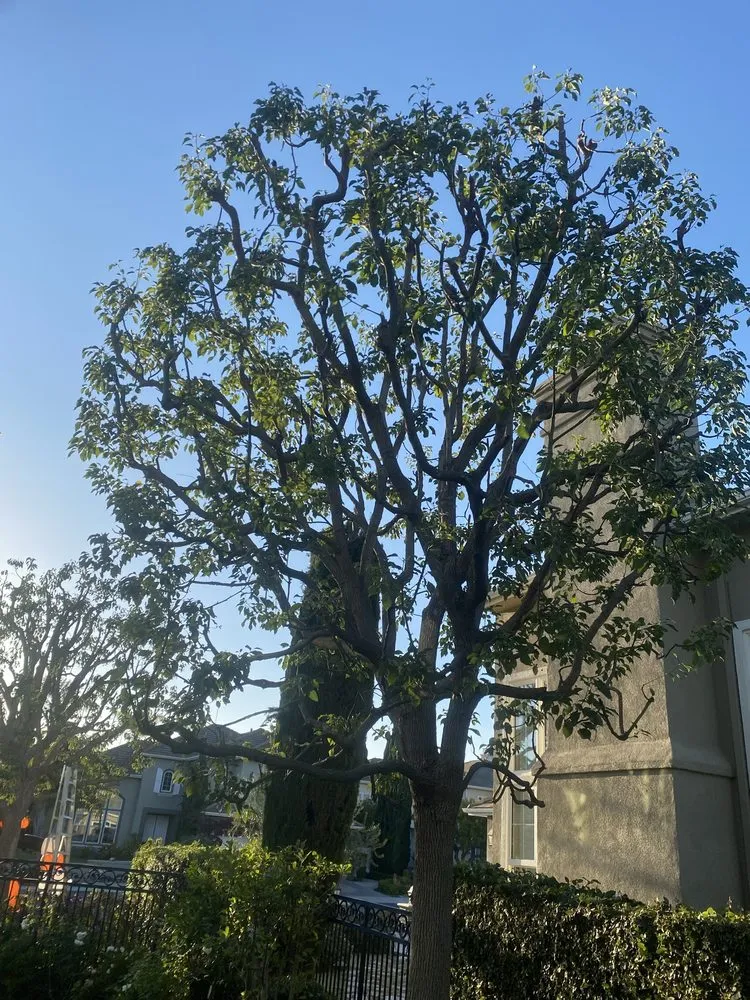 Professional garden landscaping in Costa Mesa, CA by Bloom Landscape