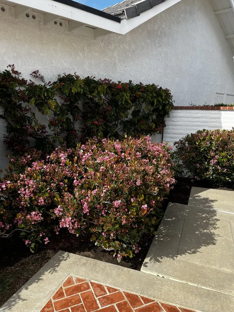 Local lawn mowing service for year-round maintenance in Costa Mesa, CA by Bloom Landscape