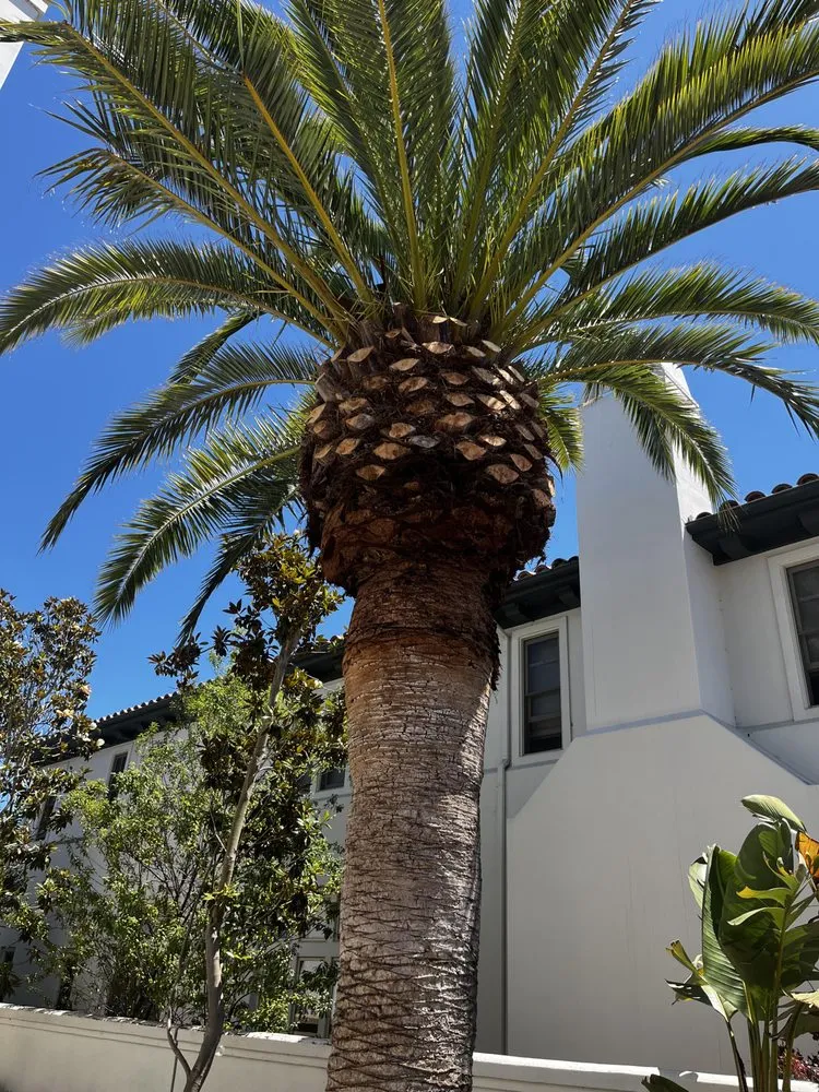 Trusted landscaping services for beautiful yards in Costa Mesa, CA by Bloom Landscape