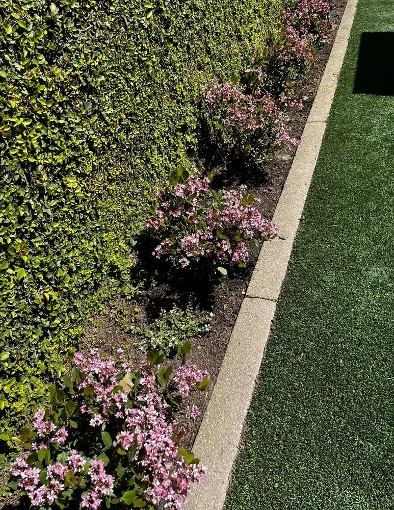 Professional landscape design in Costa Mesa, CA - Bloom Landscape