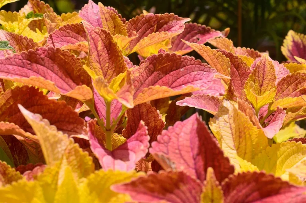 Local yard maintenance in Southwest Ranches, FL - Bloom