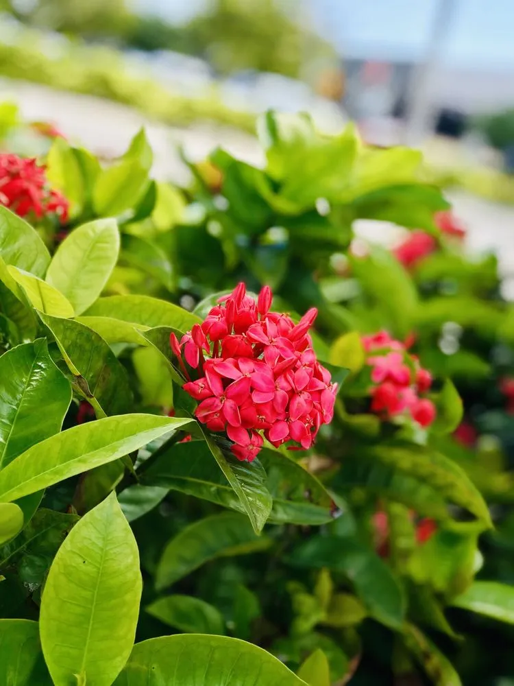 Expert yard maintenance for year-round maintenance in Southwest Ranches, FL by Bloom