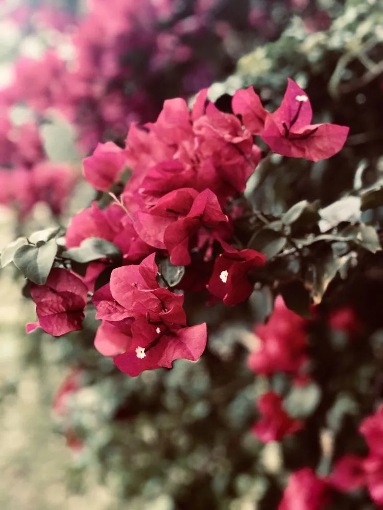 Affordable lawn mowing service for residential properties in Southwest Ranches, FL by Bloom