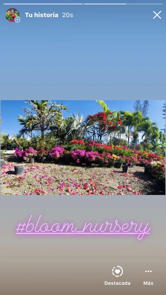 Expert garden landscaping for residential properties in Southwest Ranches, FL by Bloom