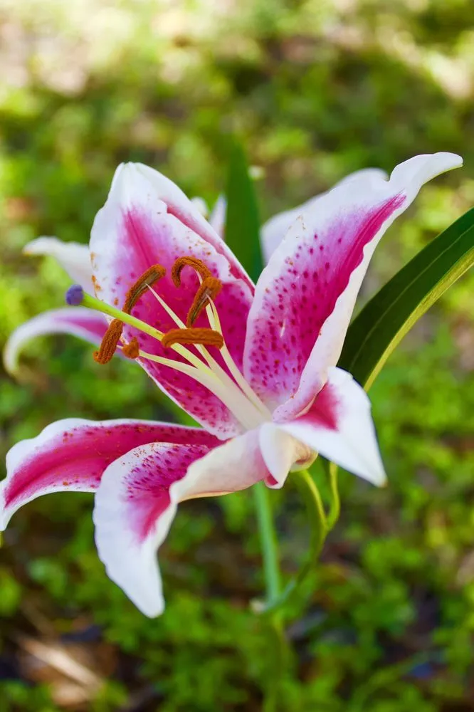 Custom landscaping services for year-round maintenance across Southwest Ranches, FL - Bloom