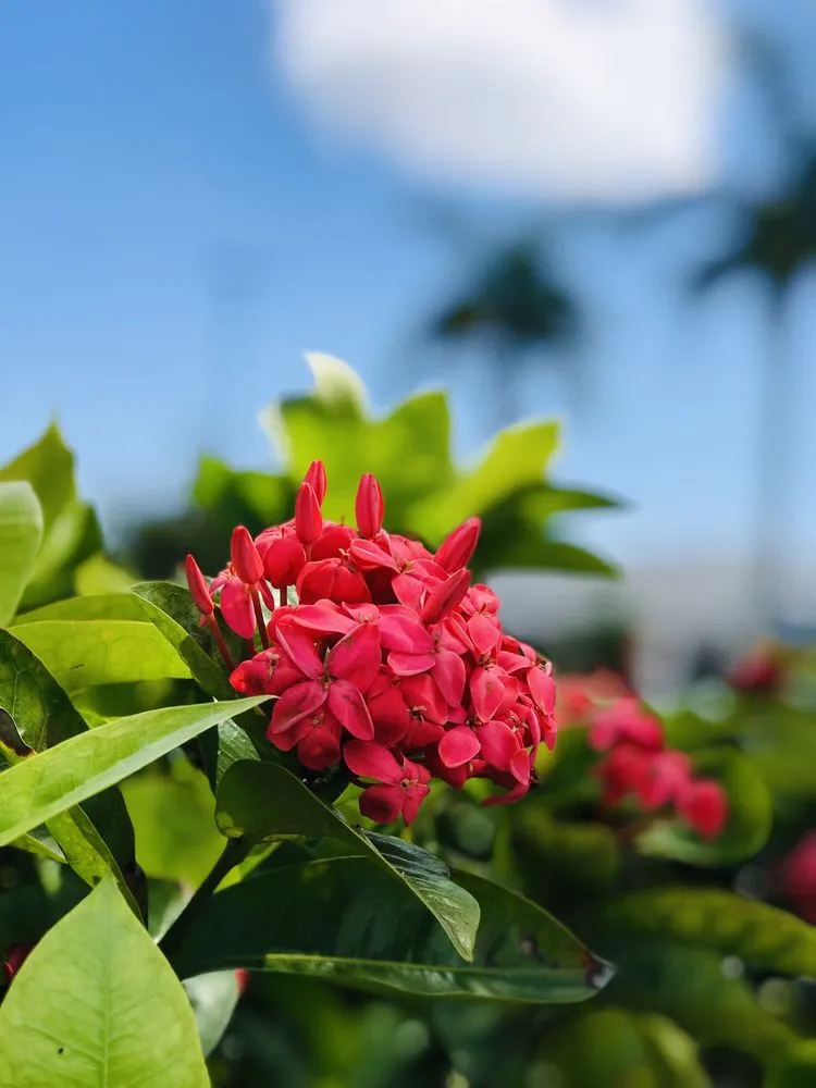 Professional lawn care service near you in Southwest Ranches, FL by Bloom