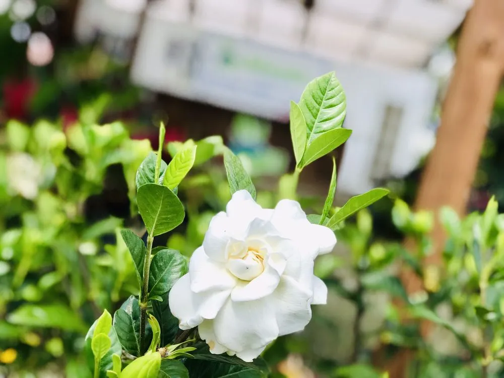 Local outdoor landscaping in Southwest Ranches, FL by Bloom