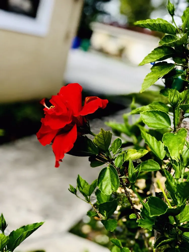 Custom landscape installation experts serving Southwest Ranches, FL - Bloom