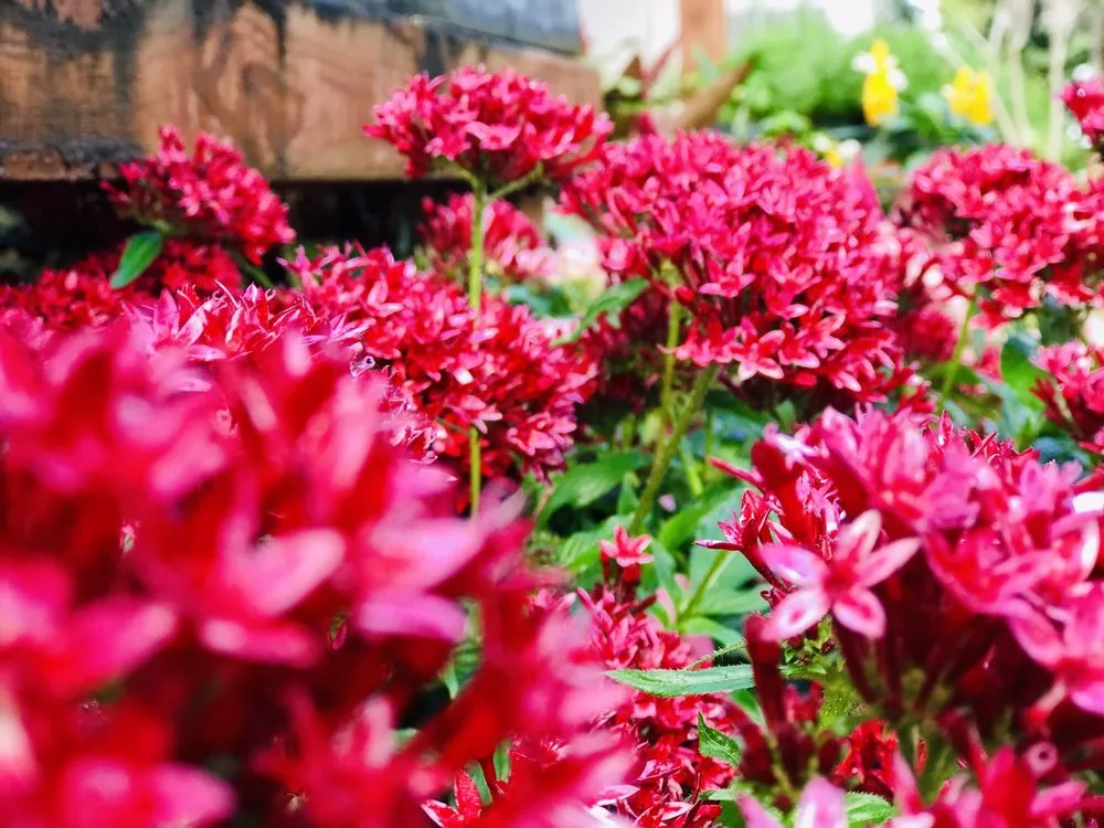 Custom residential landscaping in Southwest Ranches, FL by Bloom