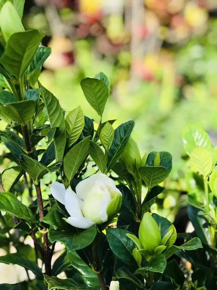 Local landscaping services experts serving Southwest Ranches, FL - Bloom