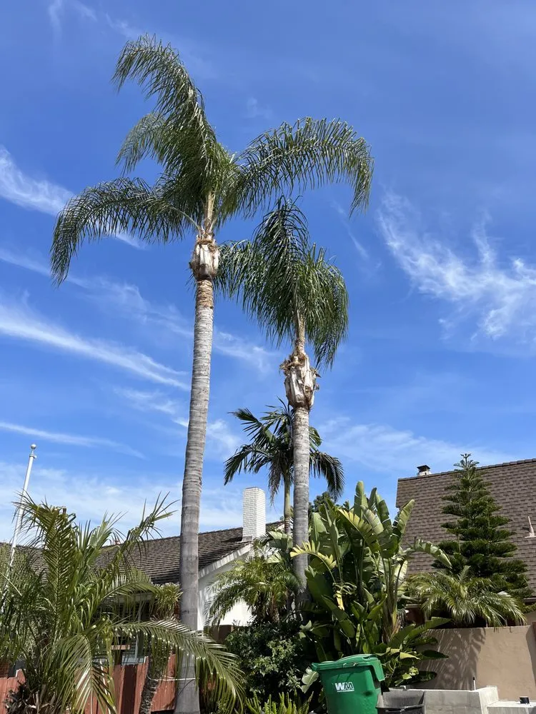 Professional landscape installation for homes in Santa Ana, CA by Bloom Tree Care & Landscape Services