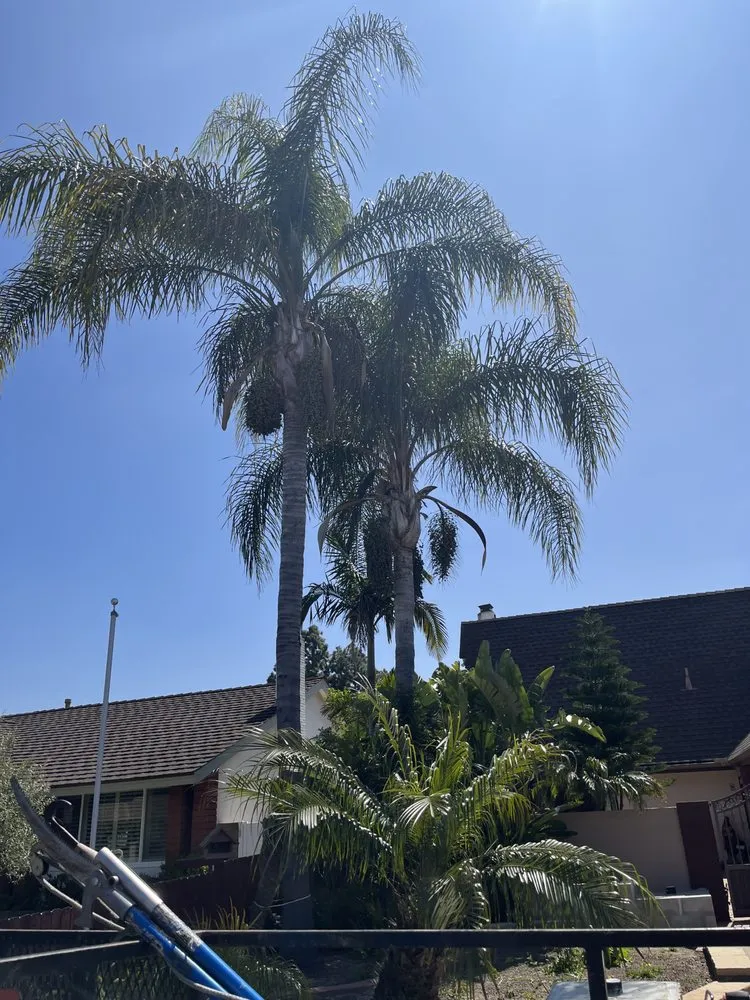 Local yard maintenance in Santa Ana, CA by Bloom Tree Care & Landscape Services