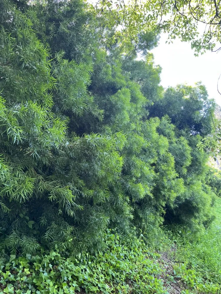 Reliable residential landscaping near you across Santa Ana, CA - Bloom Tree Care & Landscape Services