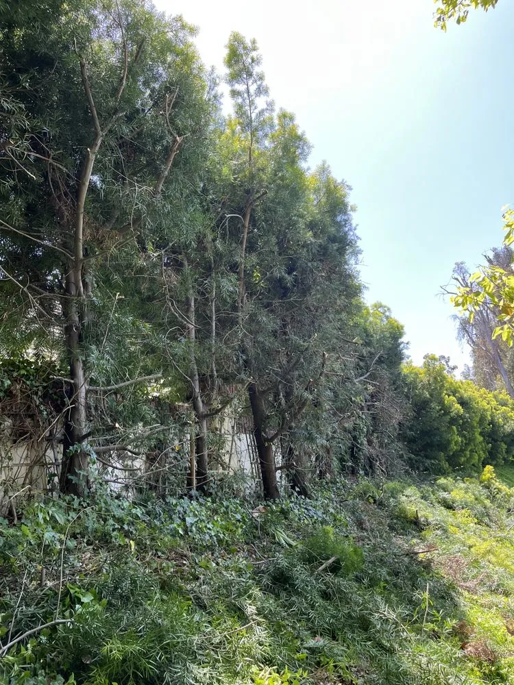 Local lawn care service in Santa Ana, CA - Bloom Tree Care & Landscape Services