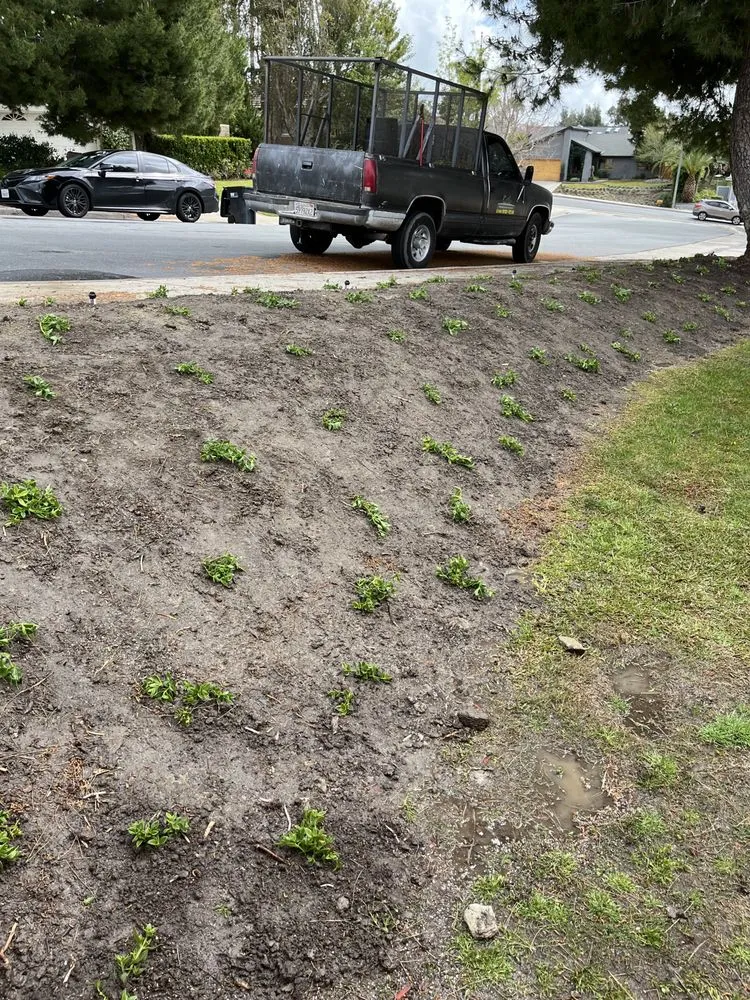 Custom landscape design in Santa Ana, CA by Bloom Tree Care & Landscape Services