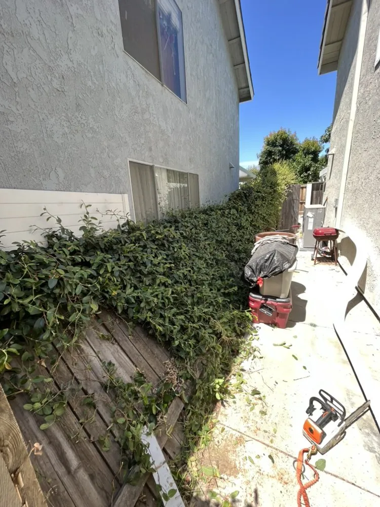 Top-rated landscape installation for residential properties in Santa Ana, CA by Bloom Tree Care & Landscape Services