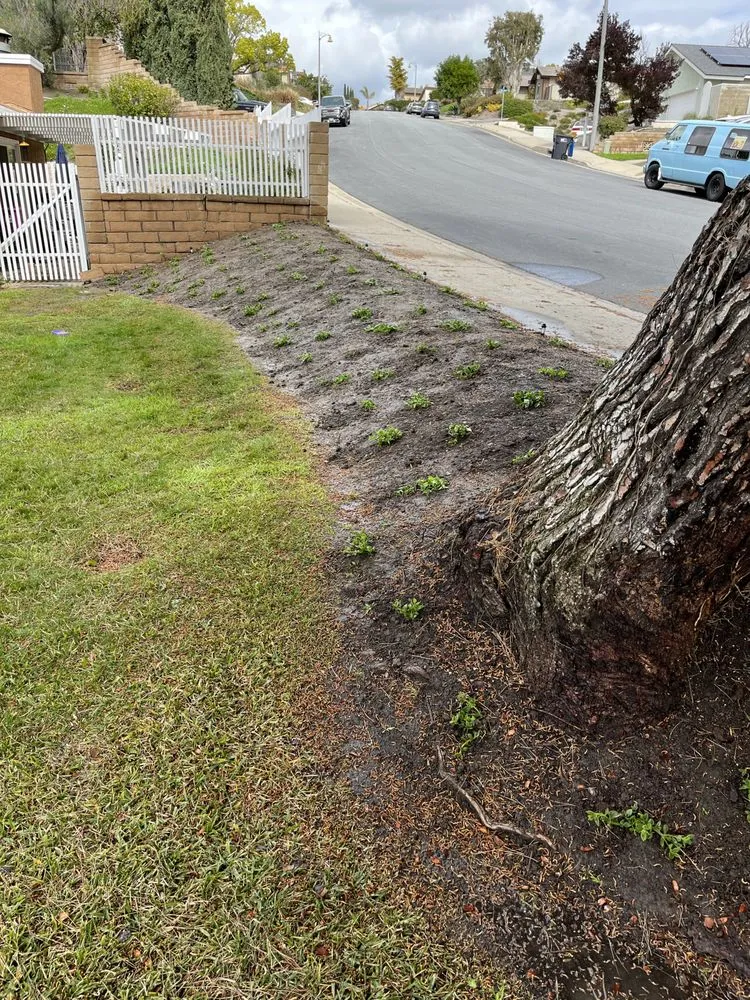 Professional residential landscaping near you in Santa Ana, CA by Bloom Tree Care & Landscape Services