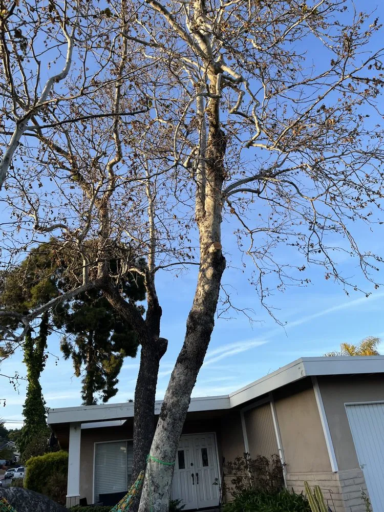 Affordable lawn mowing service for outdoor upgrades across Santa Ana, CA - Bloom Tree Care & Landscape Services