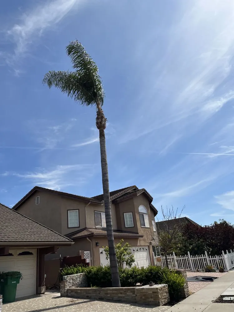 Custom landscaping services experts serving Santa Ana, CA - Bloom Tree Care & Landscape Services