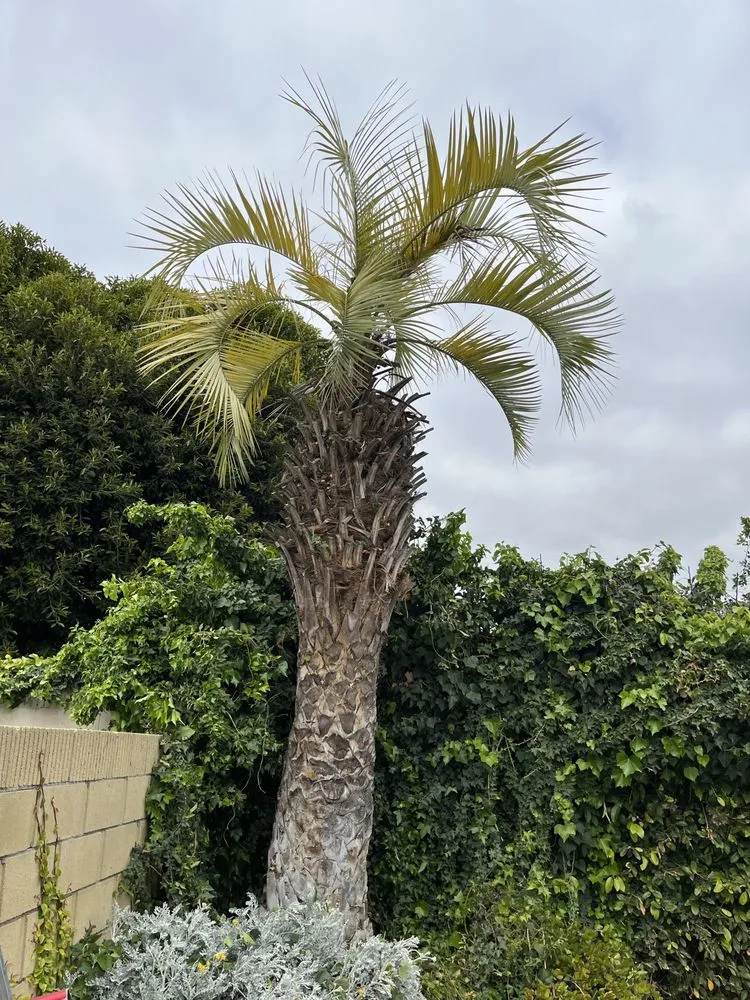 Trusted outdoor landscaping experts serving Santa Ana, CA - Bloom Tree Care & Landscape Services