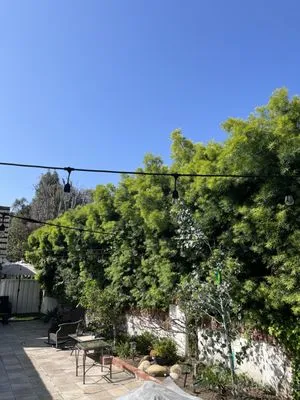 Bloom Tree Care & Landscape Services Logo