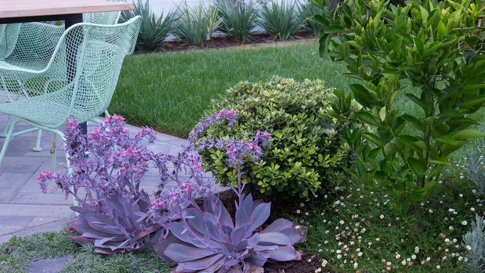 Top-rated yard cleanup service for homes across Santa Monica, CA - Bloom Works Landscape