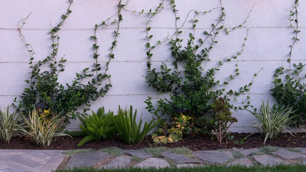 Local lawn care service experts serving Santa Monica, CA - Bloom Works Landscape