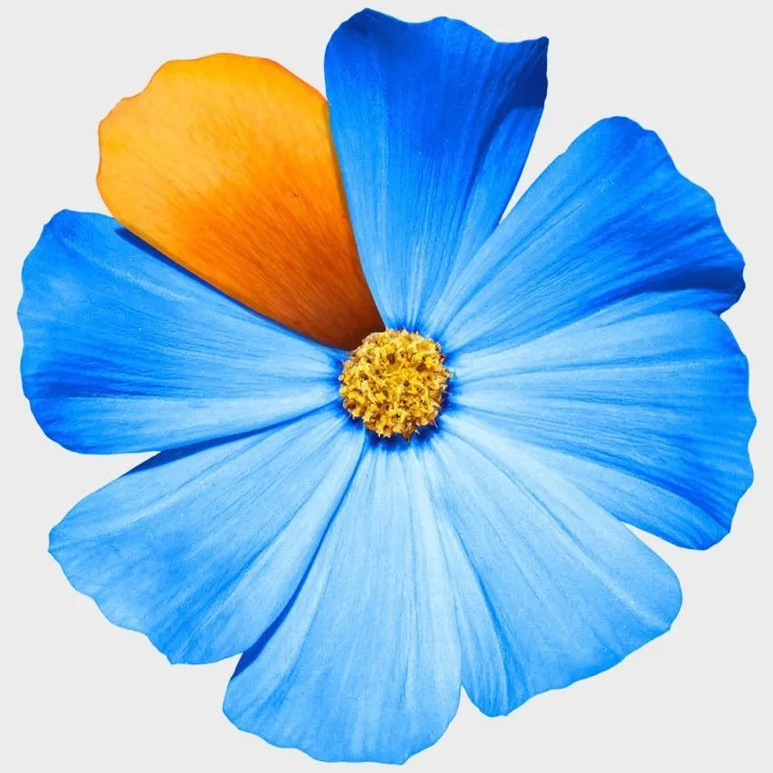 Reliable landscape installation experts serving Zephyrhills, FL - Bloom