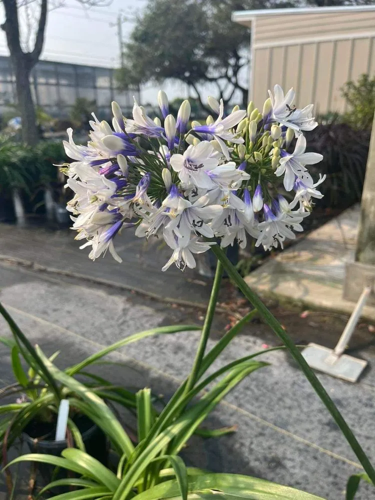 Professional residential landscaping experts serving Rockport, TX - Bloomers Nursery & Landscape