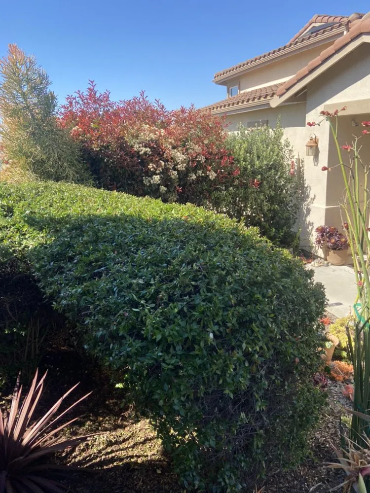 Top-rated yard maintenance experts serving Paramount, CA - Bloomfield Landscaping