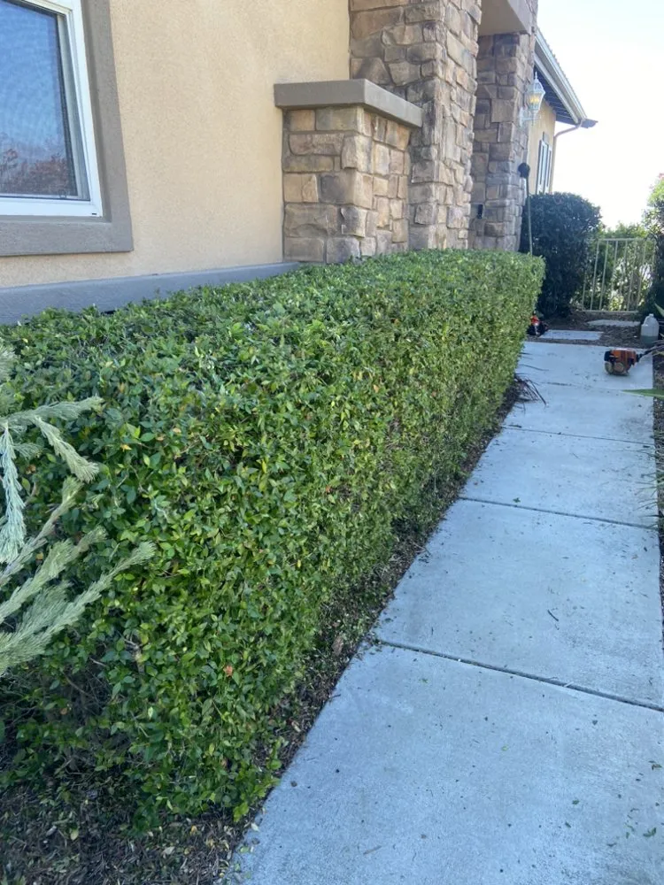 Local residential landscaping near you in Paramount, CA by Bloomfield Landscaping