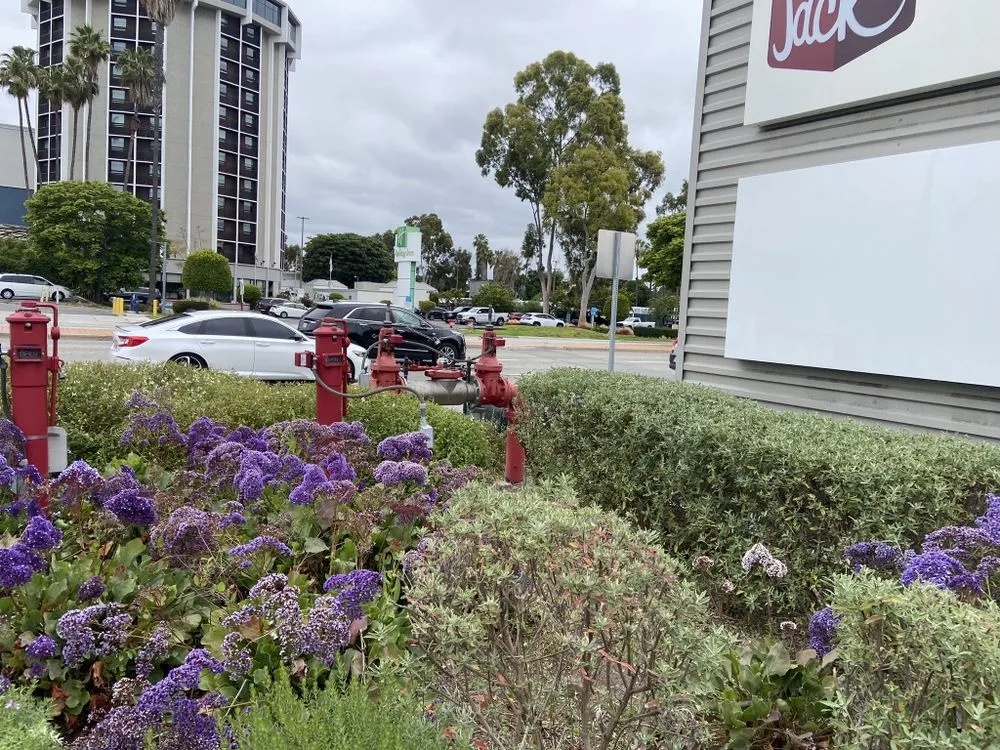 Local landscape design experts serving Paramount, CA - Bloomfield Landscaping