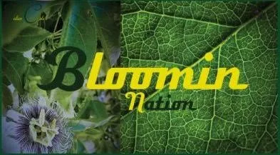 Top-rated garden landscaping in El Cajon, CA by Bloomination