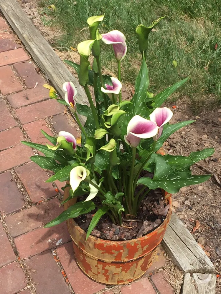 Top-rated lawn mowing service for outdoor upgrades in Madison, NJ by Blooming Beds