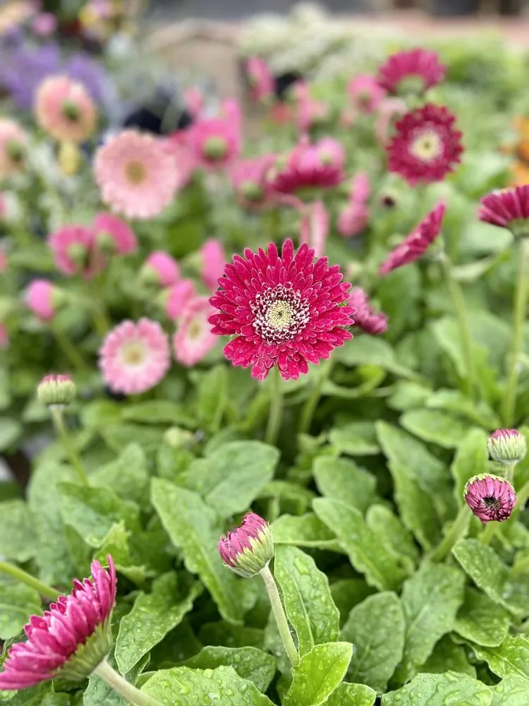 Local lawn care service experts serving Grapevine, TX - Blooming Colors Nursery