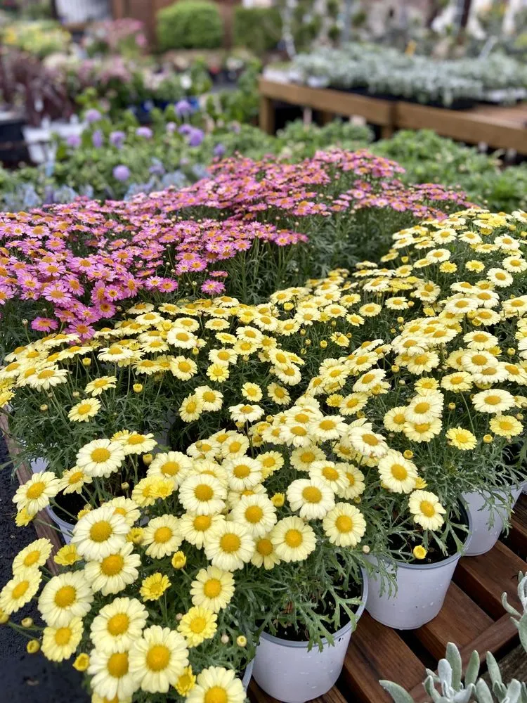 Top-rated residential landscaping with custom design in Grapevine, TX by Blooming Colors Nursery