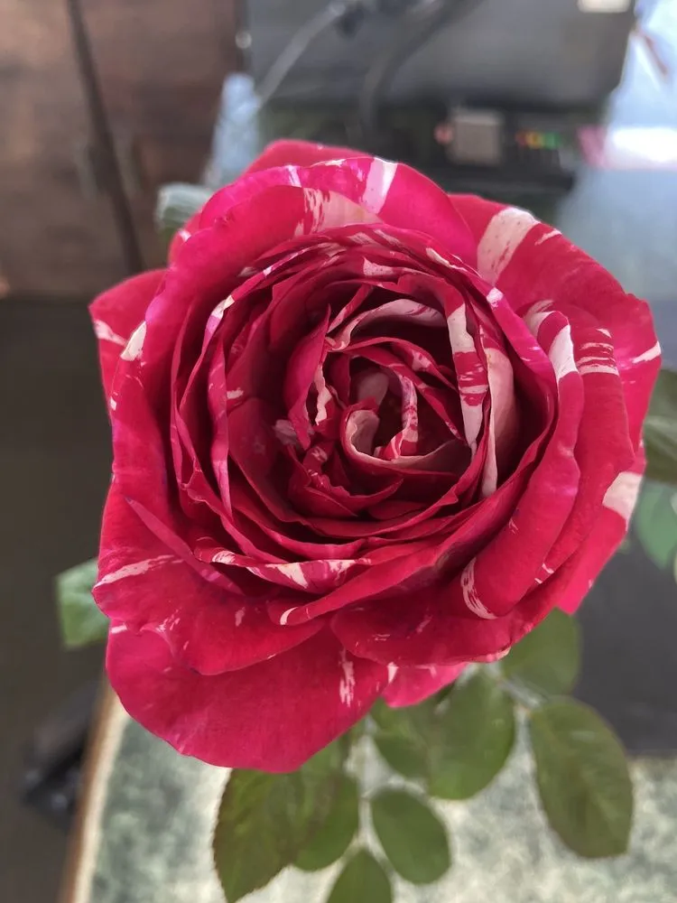 Reliable landscaping services for year-round maintenance across Grapevine, TX - Blooming Colors Nursery