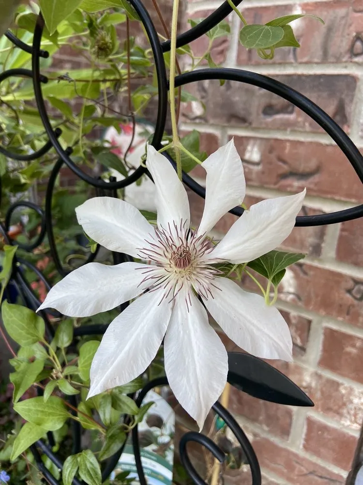 Custom landscaping services in Grapevine, TX by Blooming Colors Nursery