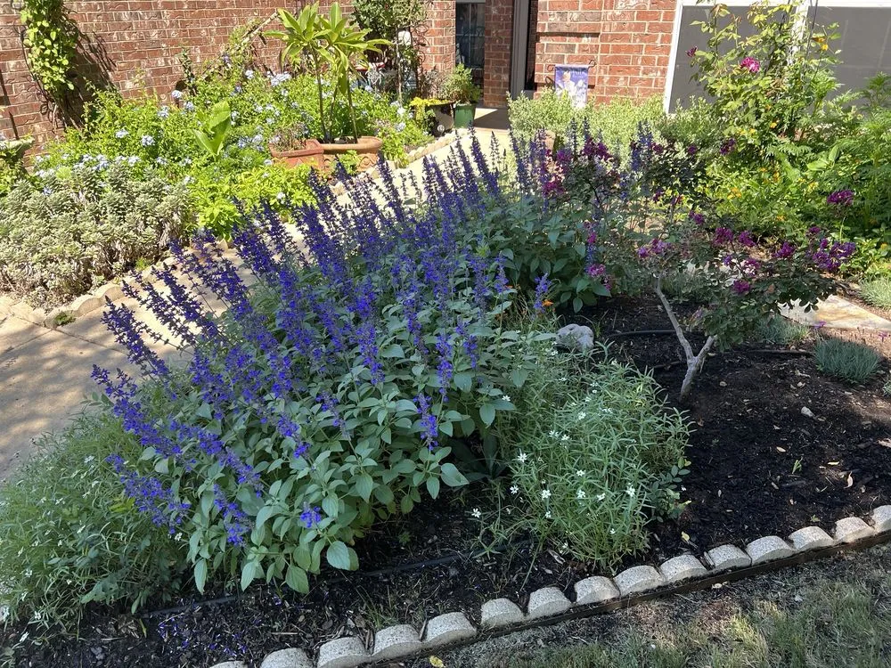 Professional landscape design for homes across Grapevine, TX - Blooming Colors Nursery