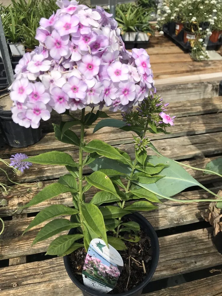 Expert outdoor landscaping in Grapevine, TX - Blooming Colors Nursery