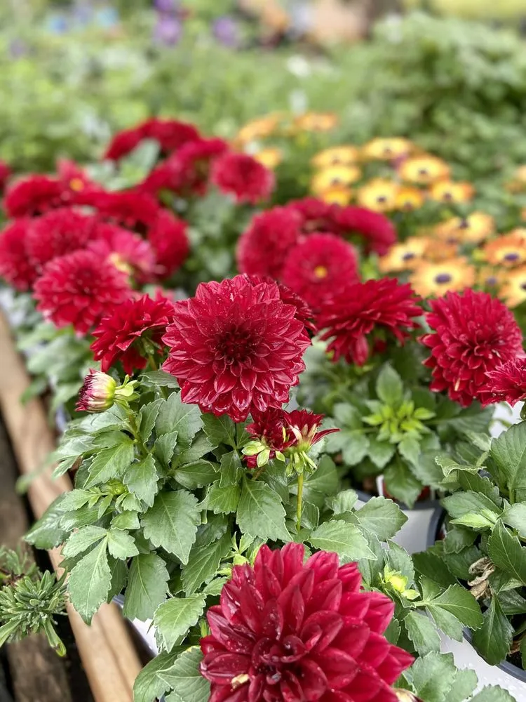 Affordable lawn mowing service for residential properties in Grapevine, TX by Blooming Colors Nursery