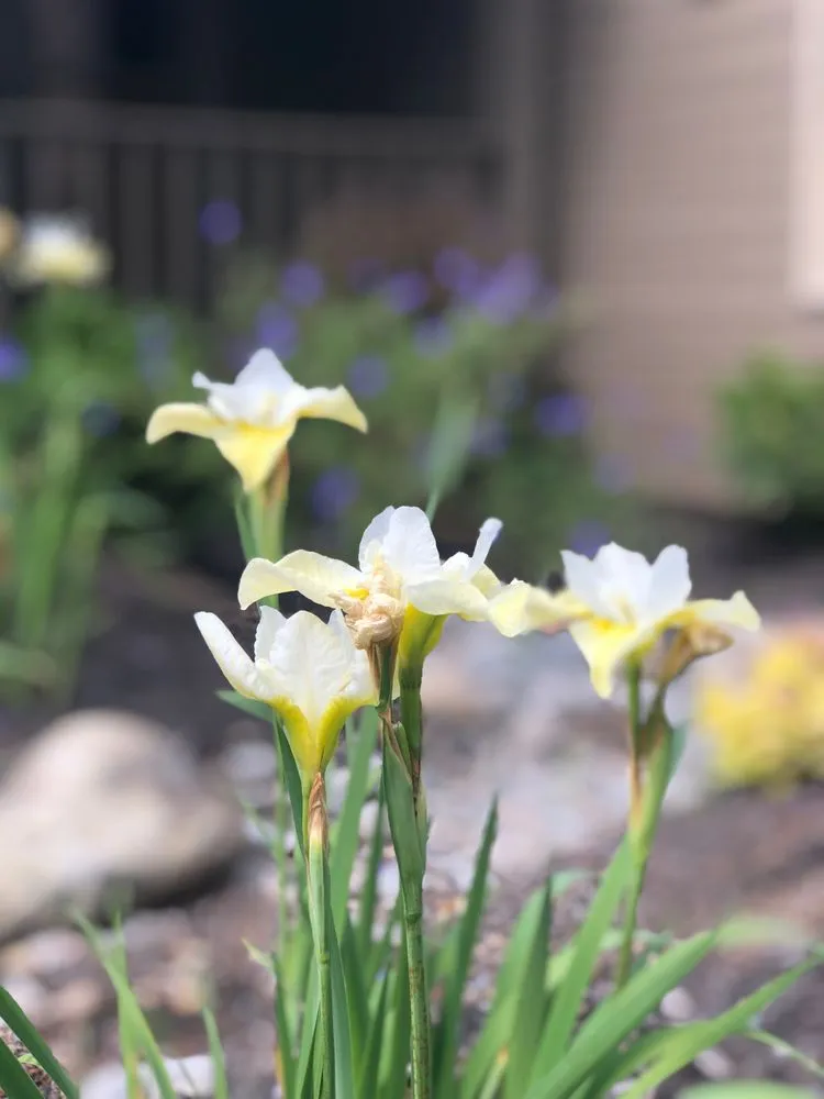 Local landscape design in Powell Butte, OR - Blooming Desert Design + Build