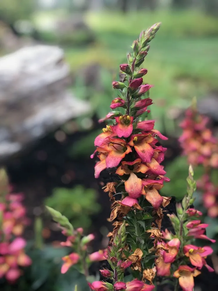 Top-rated landscape design for year-round maintenance in Powell Butte, OR by Blooming Desert Design + Build