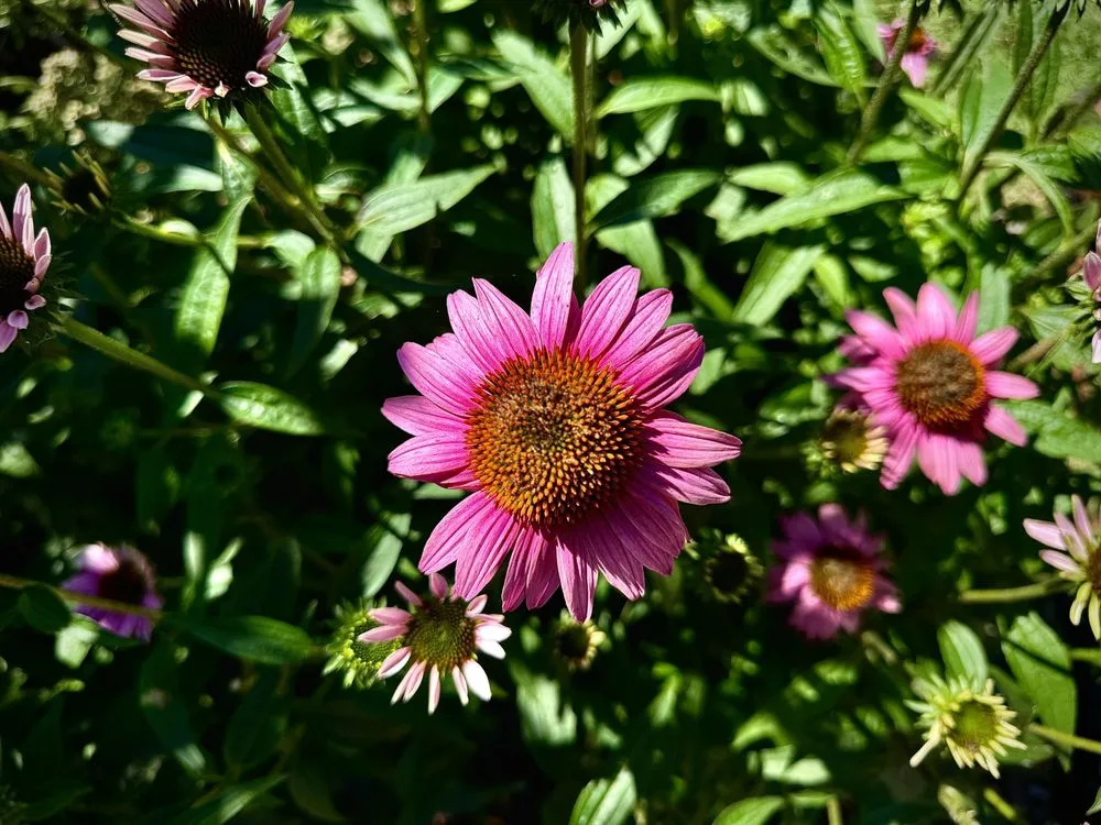 Local landscaping services for beautiful yards in Midwest City, OK by Blooming Flowerbeds